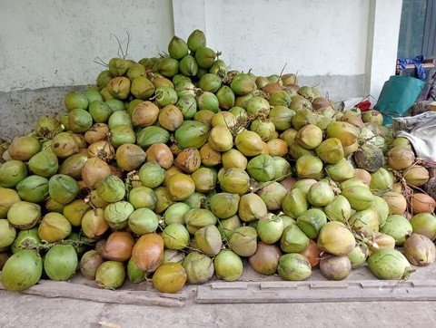 Coconut harvest and storage